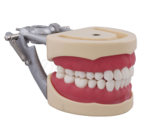 Compatible Typodont Columbia 860 and Nissin® Adult