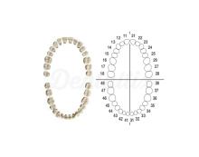 AG-3Z: Tooth Set for Typodont AG-3