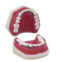 Periodontics Typodont without Articulator