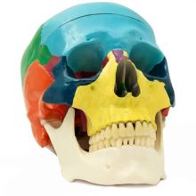 Didactic Human Skull with Occlusion Mechanism at 1:1 Scale