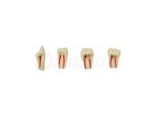 Dientes para endodoncia de Tipodondo AG-3