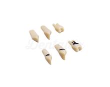 Set of teeth for model A-PZ (27 teeth)