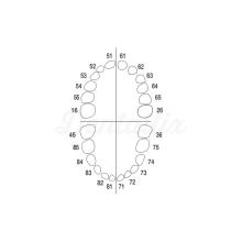 AK-6/2: Set of 20 Deciduous Teeth and 4 Permanent Molars