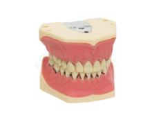 A-PZ: Modelo para Periodoncia con Dientes Atornillables
