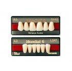 Mondial: Upper Anterior Acrylic Teeth (6 units)
