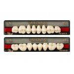 Mondial: Lower Posterior Acrylic Teeth (8 units)