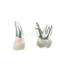 Endodontic Training Teeth Pack (2 pcs)