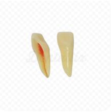 ANA4Z3: Model of Dental Pieces for Permanent Preparations Suitable Rx (10 Units)