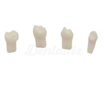 Teeth Practical pulpotomy (4ud)