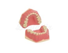 AK-6/2: Modelo de dentadura mixta infantil