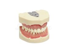 ANA-4: Tipodonto Adulto