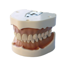 Thermoset Plastic Typodont