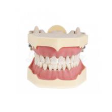 Typodont: with Articulator and Adult Tongue
