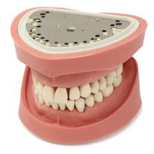 Clonic Typodont: 28 Teeth Typodont for Practice