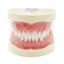 Nissin Type Dental Typodont