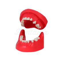 Practice Surgical Typodont Without Articulator