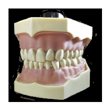 Typodont: Permanent Dentures