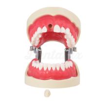 Endodontic Endodontic Tipodont