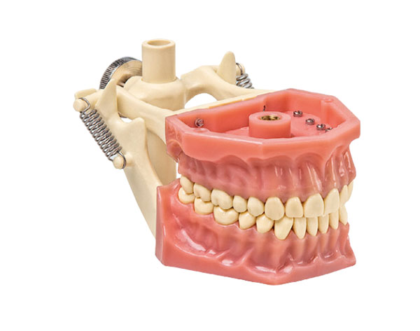 Adult Type A3: Jaw with Articulator (32 teeth)